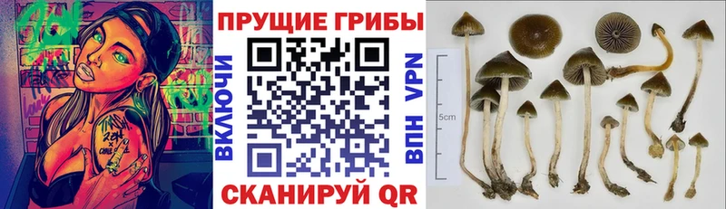 Галлюциногенные грибы Psilocybe  MEGA вход  Мончегорск 
